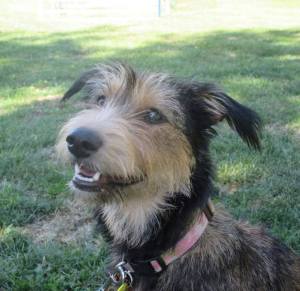 Adopt, Rescue, Dog, Puppy