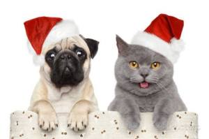 holiday pet care