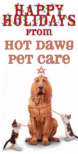 12314169_1668246450089694_1236482203657346223_o